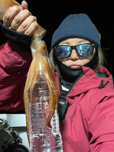 イカの釣果