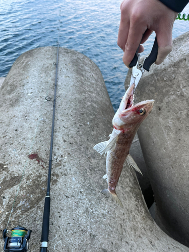 エソの釣果