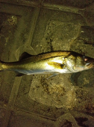 スズキの釣果