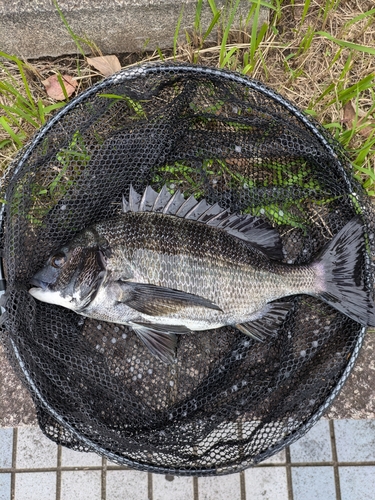 クロダイの釣果