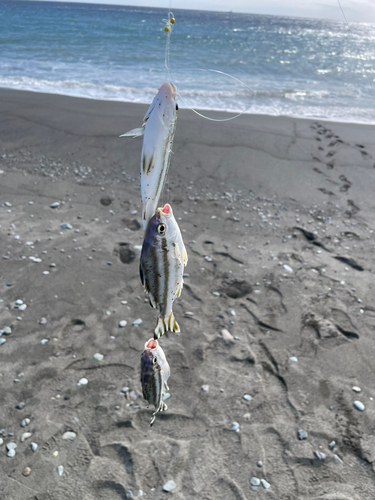 シロギスの釣果