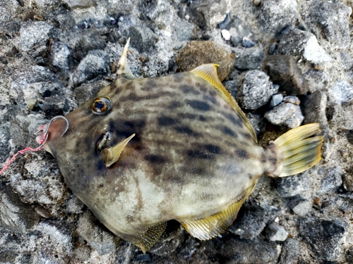 カワハギの釣果