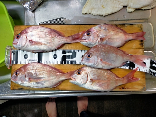 マダイの釣果