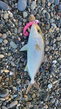 ショゴの釣果