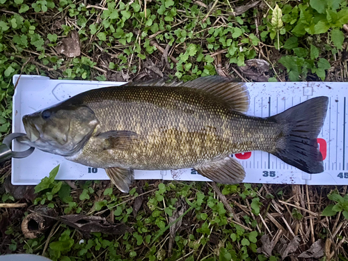 スモールマウスバスの釣果