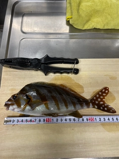 タカノハダイの釣果