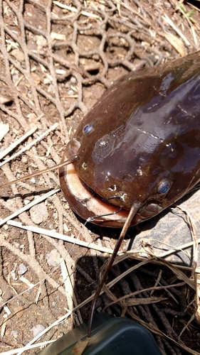 ニホンナマズの釣果