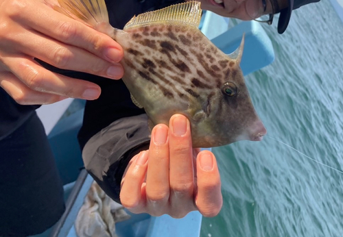 カワハギの釣果