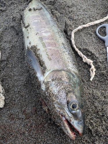 アキアジの釣果