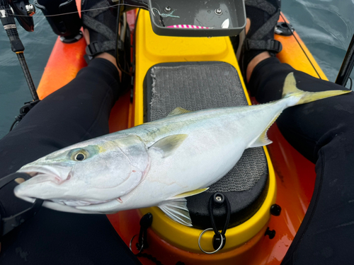 イナダの釣果