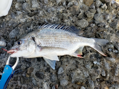 キビレの釣果