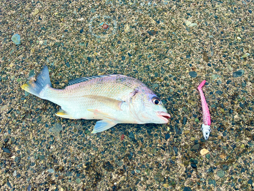 キビレの釣果