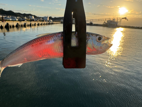 イワシの釣果