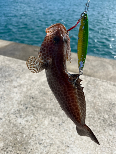 オオモンハタの釣果