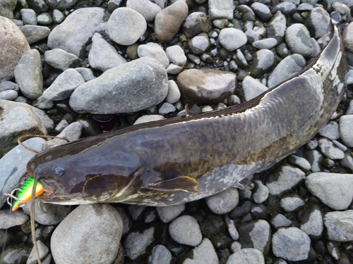 ナマズの釣果