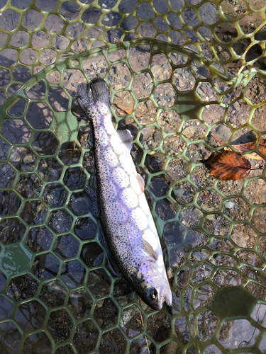 ニジマスの釣果