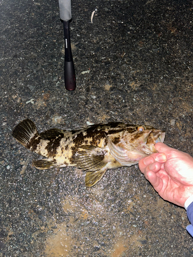 ベッコウゾイの釣果