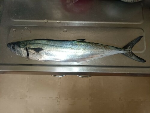 サゴシの釣果