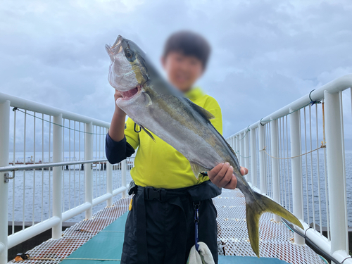 ヒラマサの釣果