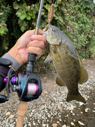 スモールマウスバスの釣果