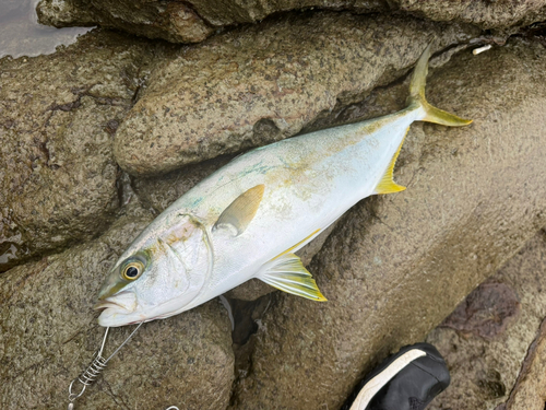 ヒラマサの釣果