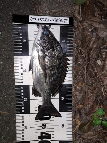 クロダイの釣果