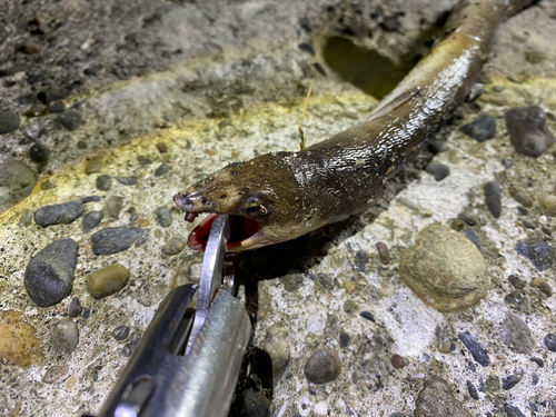 ホタテウミヘビの釣果