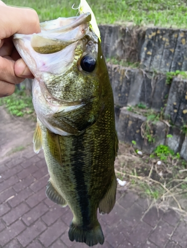 ラージマウスバスの釣果