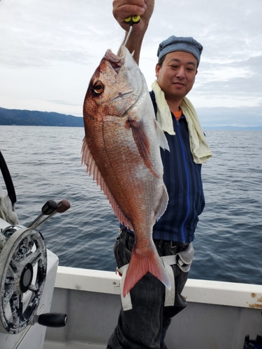 マダイの釣果