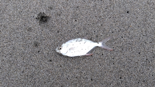 コバンアジの釣果