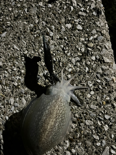 シリヤケイカの釣果