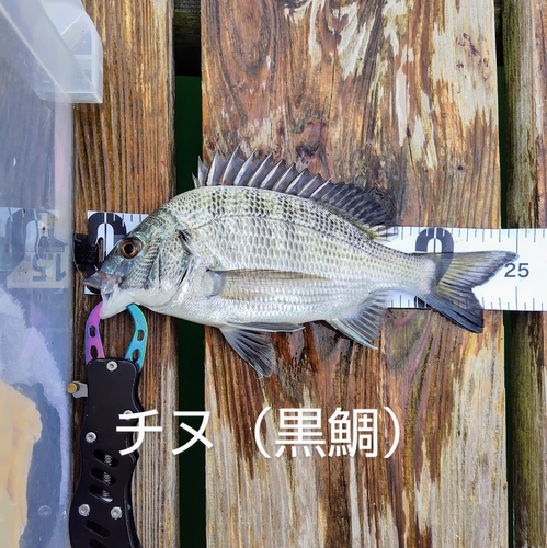 チヌの釣果