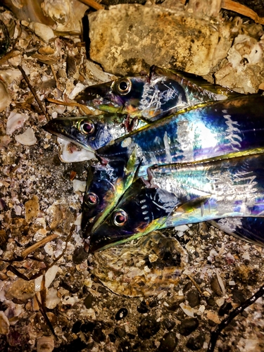 タチウオの釣果