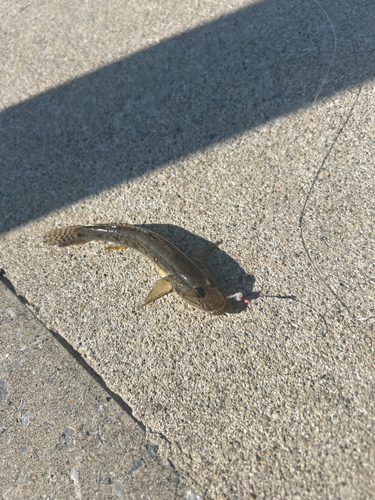 マハゼの釣果