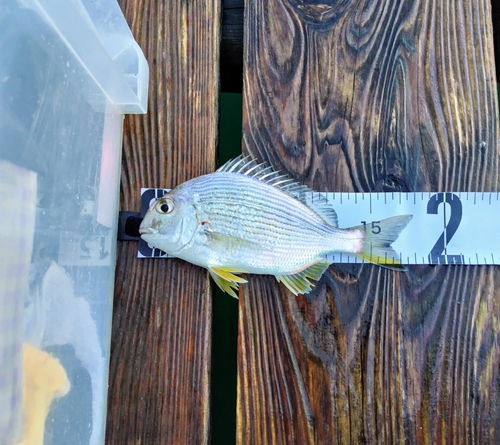 ヘダイの釣果