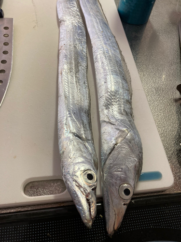 タチウオの釣果