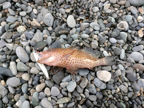 オオモンハタの釣果