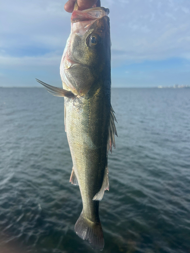 スズキの釣果