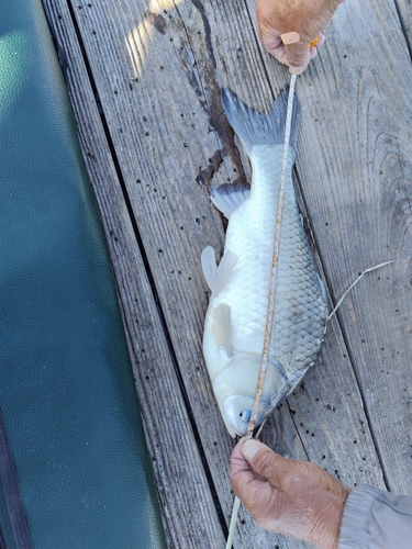 ヘラブナの釣果