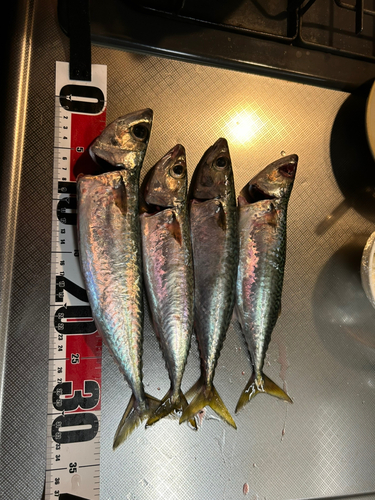 サバの釣果