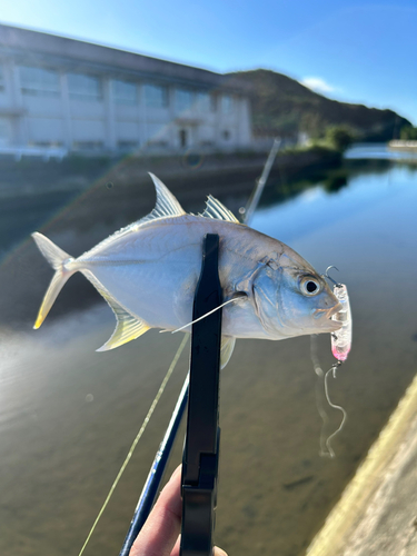 メッキの釣果