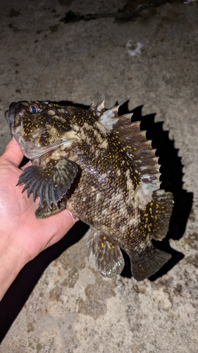 オウゴンムラソイの釣果