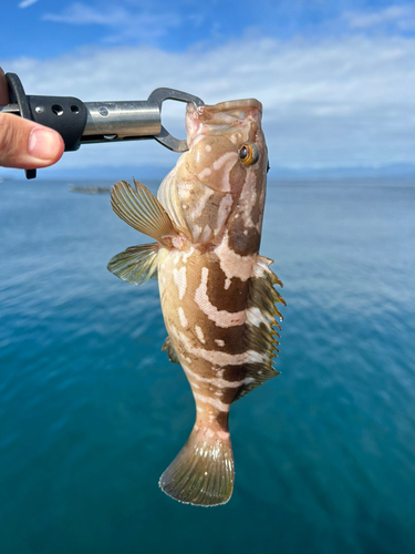 クエの釣果