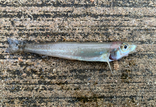 シロギスの釣果