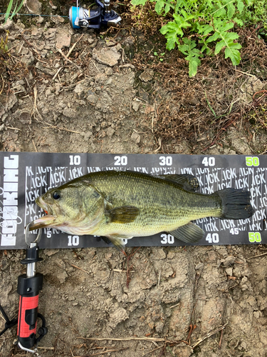 ラージマウスバスの釣果