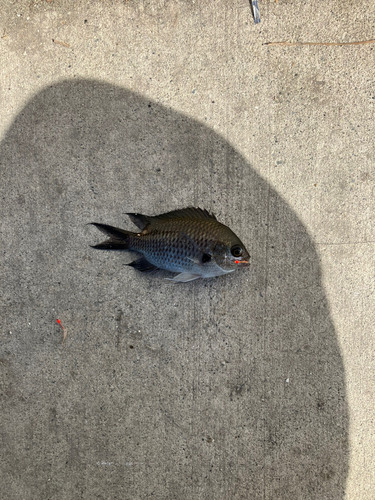 スズメダイの釣果