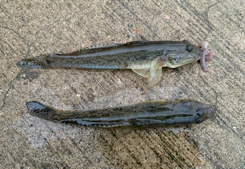 マハゼの釣果