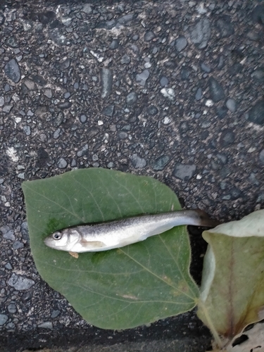 アブラハヤの釣果