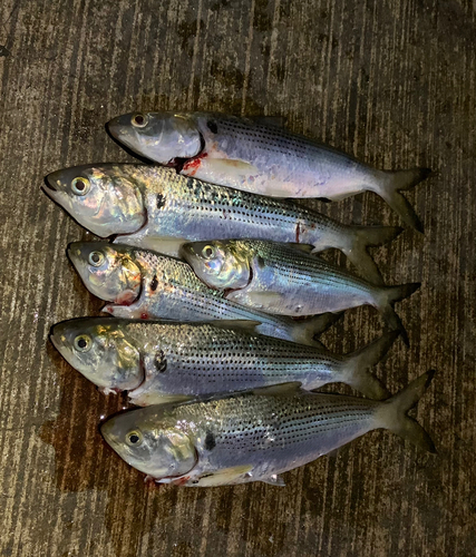 コノシロの釣果