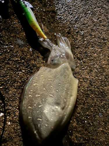 コウイカの釣果